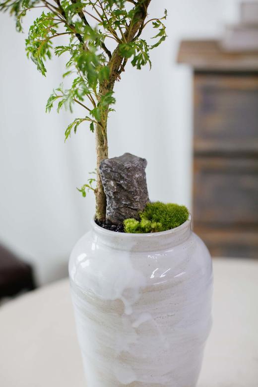 造型福禄桐 商品图1