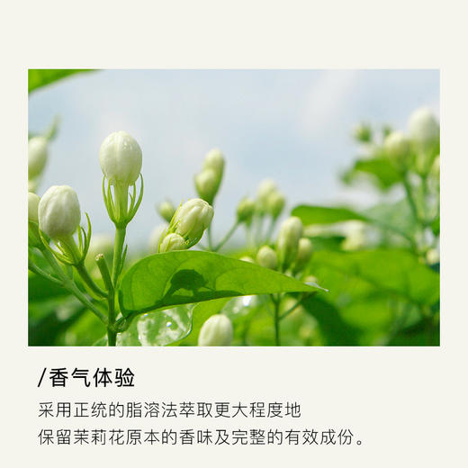 代发 顺丰发货 英国有机种植 茉莉精油15ml 适合干燥肌肤 美白补水 商品图1