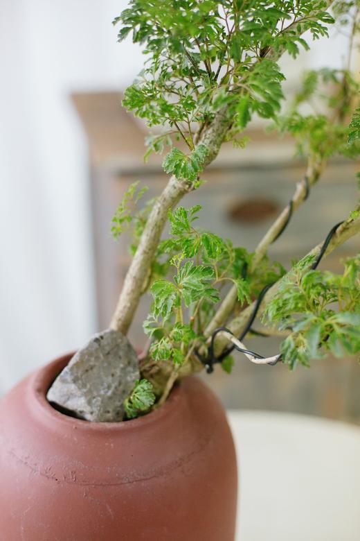 造型福禄桐 商品图2