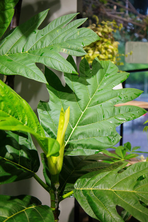 米色盆面包树 商品图2