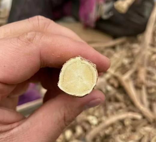 正宗甘肃纯野生老党参/大条无硫/10 年以上老党参/参味浓郁/甘甜 250克 商品图8