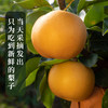 山东莱西秋月梨 现采现摘 产地直发 顺丰包邮 商品缩略图4