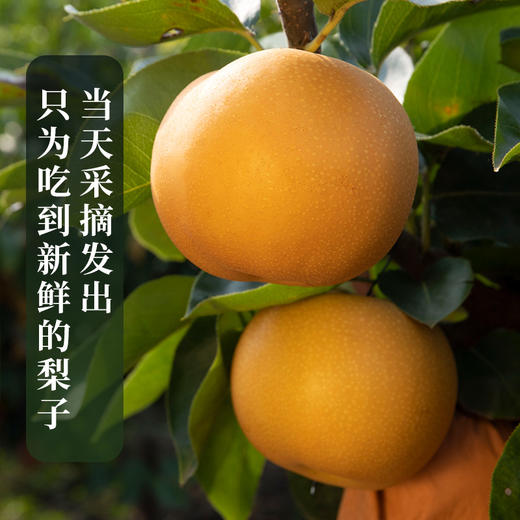 山东莱西秋月梨 现采现摘 产地直发 顺丰包邮 商品图4