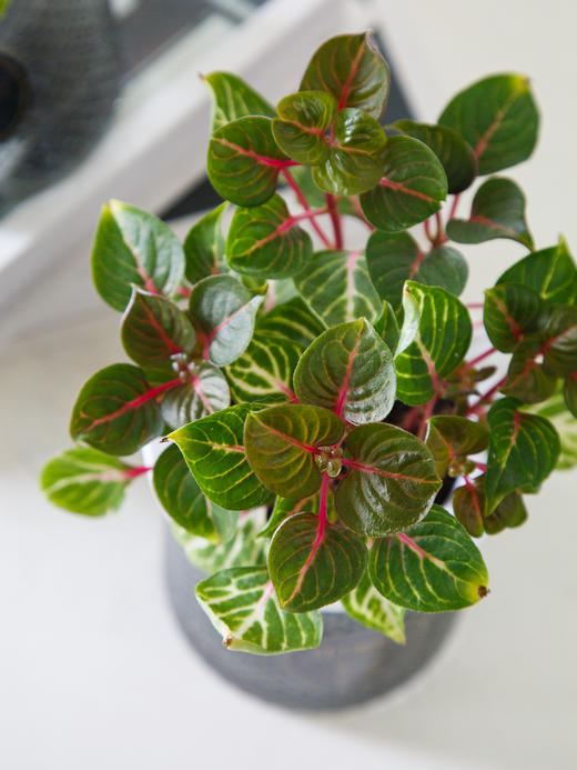 水培钱多多 商品图2