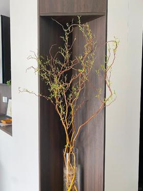 精品造型花材金龙柳5支特惠