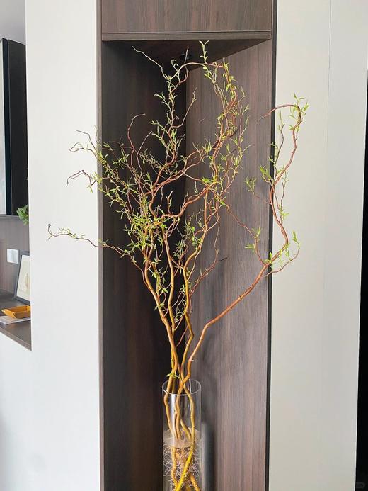 精品造型花材金龙柳5支特惠 商品图0