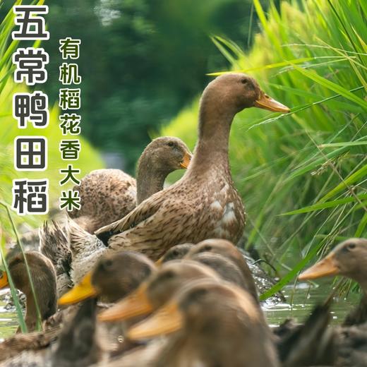 2025新米即将售罄【自营】五常稻花香大米（有机鸭田稻） 商品图1
