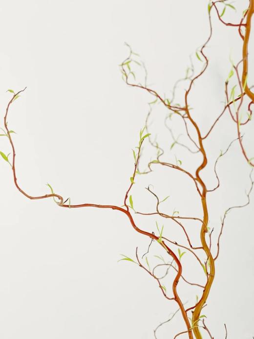 精品造型花材金龙柳5支特惠 商品图4