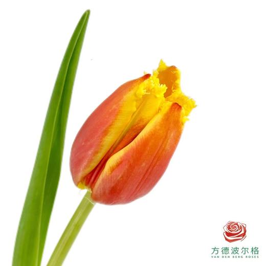 【毛边郁金香】 玛丽 10枝一扎 商品图0