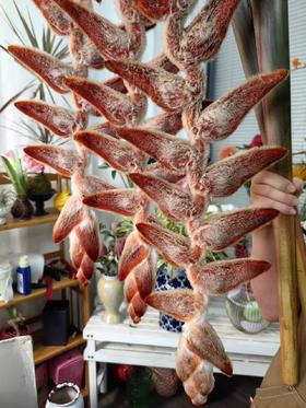 厄瓜多尔进口小众毛绒吊鸟永生花1支