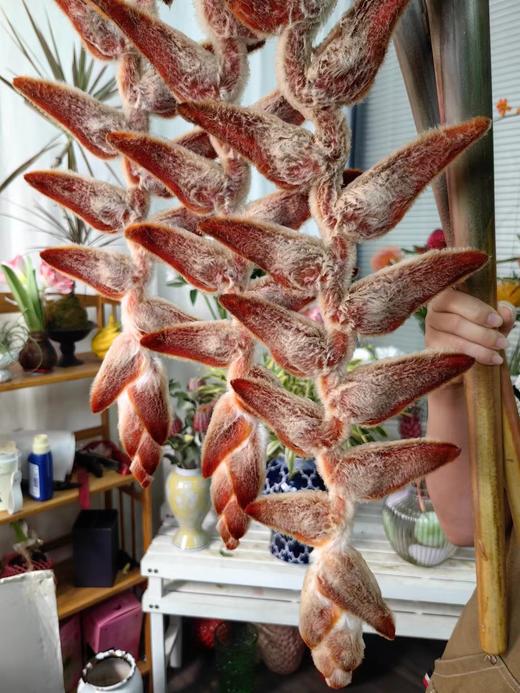 厄瓜多尔进口小众毛绒吊鸟永生花1支 商品图0