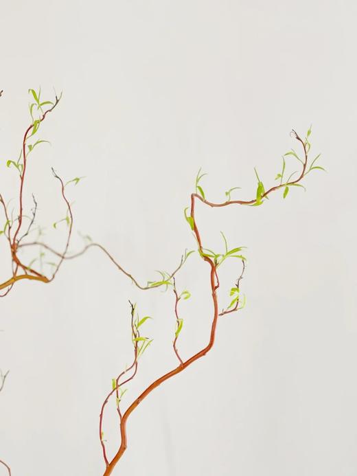 精品造型花材金龙柳5支特惠 商品图5