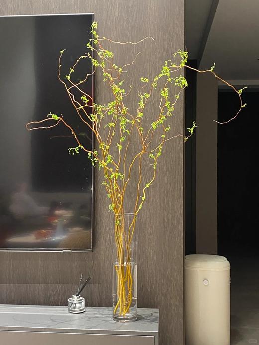 精品造型花材金龙柳5支特惠 商品图1