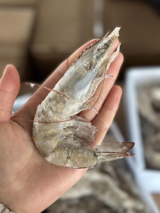 【青岛海捕大虾】优质健康蛋白质——青岛大虾，无法抗拒的美食诱惑！【现货，下单48小时发货，特殊情况顺延，青岛发货】一盒毛重4斤，净重1.7公斤左右 商品图2