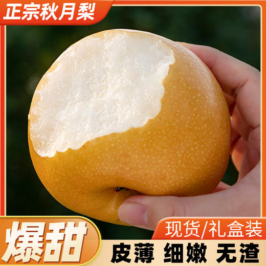 山东莱西秋月梨 现采现摘 产地直发 顺丰包邮 商品图1
