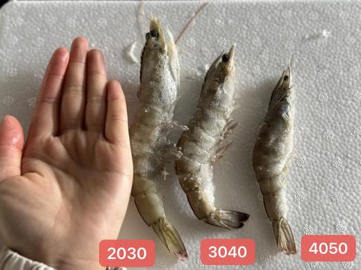 【青岛海捕大虾】优质健康蛋白质——青岛大虾，无法抗拒的美食诱惑！【现货，下单48小时发货，特殊情况顺延，青岛发货】一盒毛重4斤，净重1.7公斤左右 商品图9