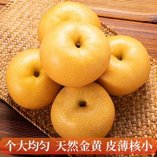 山东莱西秋月梨 现采现摘 产地直发 顺丰包邮 商品图2