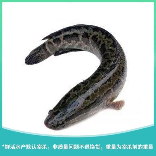 财鱼（大） 约750g/份 商品图0