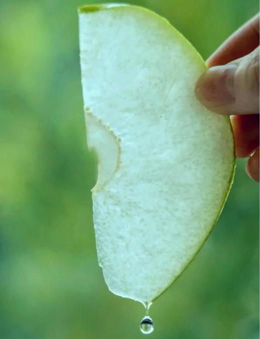 【限量秒杀】玉露香梨，肉质酥脆 ，汁水足，天上蟠桃宴，人间玉露香 商品图5