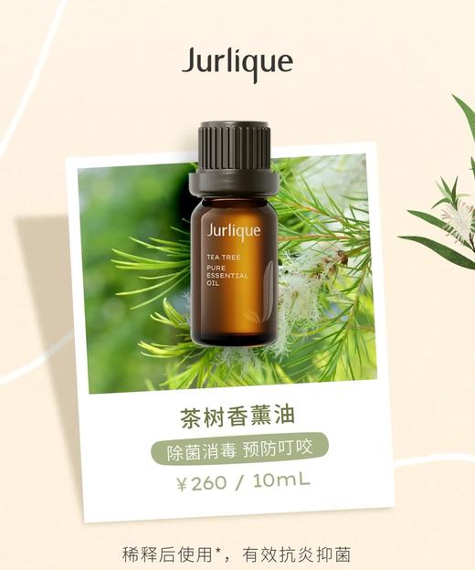 茱莉蔻茶树香薰油 商品图0