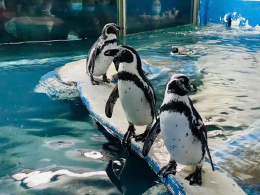 11.1/9/15/23/29/12.7/13/21【海淀·单飞/亲子·半日·自驾】企鹅铲屎官的自我修养|企鹅讲堂|与企鹅近距离互动拍照|制作饵料喂食企鹅，2H志愿时长 商品图2