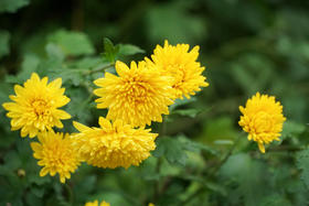 寒露至，秋更浓，泡脚驱寒又润燥