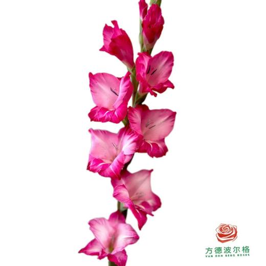 剑兰-花之舞 5枝一扎 商品图2