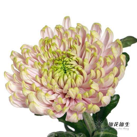 小菊 | 安娜菊-罗斯安娜粉绿 商品图3