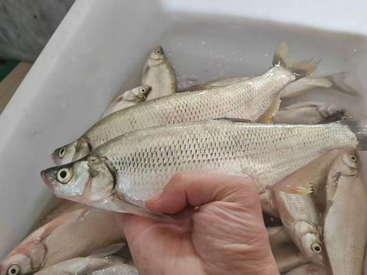 怀来官厅水库野生银鱼/公鱼/鲫鱼等等 商品图7