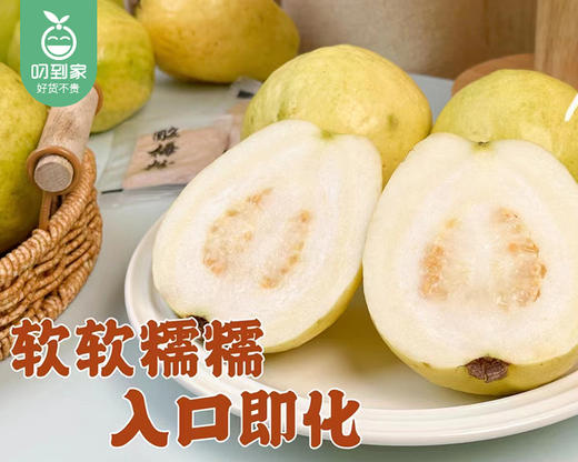 诏安盐地奶油冰淇淋芭乐/1箱（5-8个，共1.5kg±50g） 商品图2