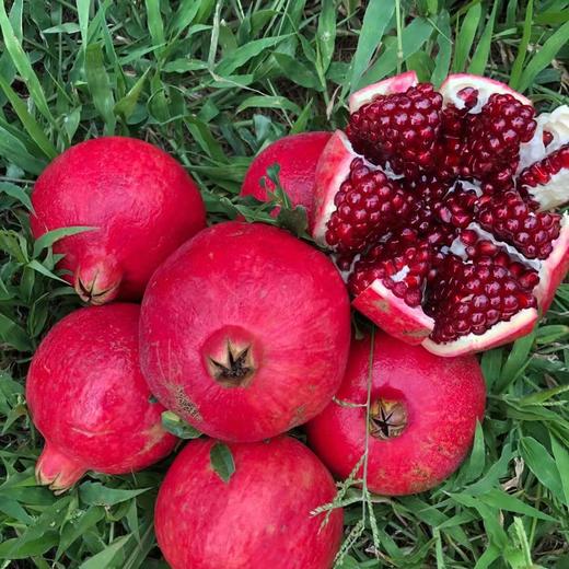 【黑珍珠酸石榴】顺丰包邮 酸甜多汁 云南大理黑珍珠酸甜石榴 现摘现发 口感酸爽 4种规格任选 商品图6