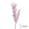 永生花材 | 桔叶粉紫 商品缩略图1