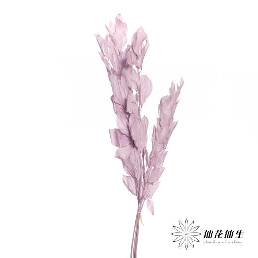 永生花材 | 桔叶粉紫 商品图1