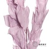 永生花材 | 桔叶粉紫 商品缩略图2