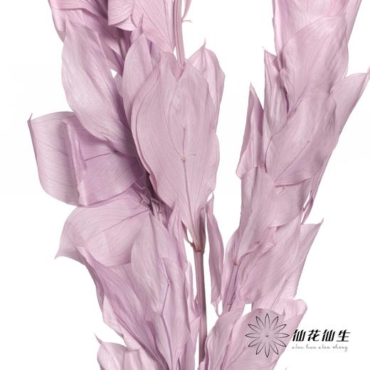 永生花材 | 桔叶粉紫 商品图2