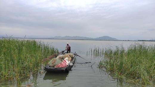 怀来官厅水库野生银鱼/公鱼/鲫鱼等等 商品图6