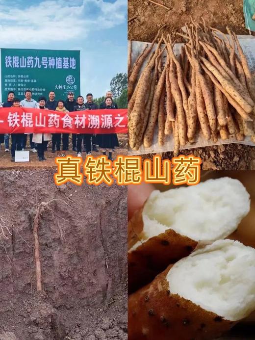 主推-精致代餐－鲜到灵魂❗️食味的初相【云南松茸鸡汤米线&高纤铁棍山药片&芝麻海苔肉松】✅野生松茸、牛肝菌🍄怒江鸡肉✅100%铁棍山药0添加、0蔗糖🔝膳食纤维✅肉松不加1滴水！还有宝宝专属版💗 商品图14