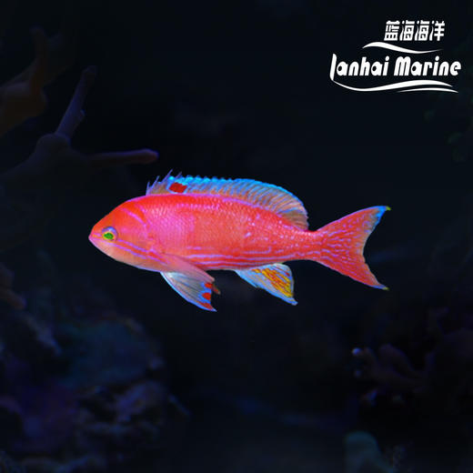 马代双斑宝石 公 商品图0