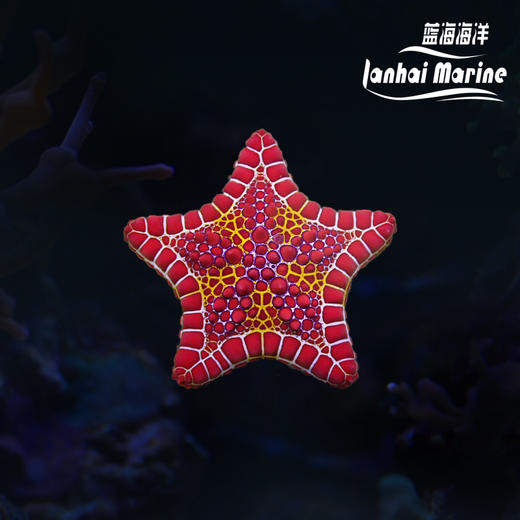 西非星 商品图0
