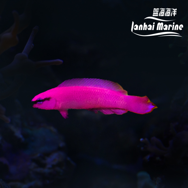 人工红海草莓