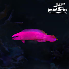 人工红海草莓