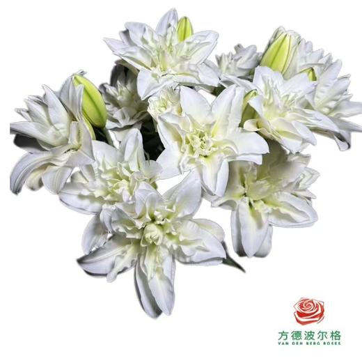 【重瓣百合】-阿姆斯特丹 5枝/扎 商品图0