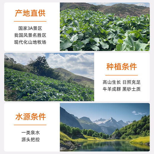 现挖现发||南山萝卜 高山种植 脆嫩无筋 汁水饱满 白水煮都好吃  商品图3