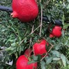 【黑珍珠酸石榴】顺丰包邮 酸甜多汁 云南大理黑珍珠酸甜石榴 现摘现发 口感酸爽 4种规格任选 商品缩略图8
