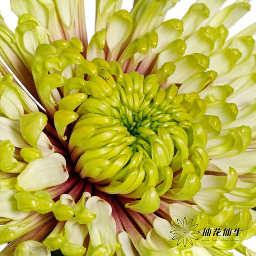 小菊 | 烟花菊-炫丽 商品图1