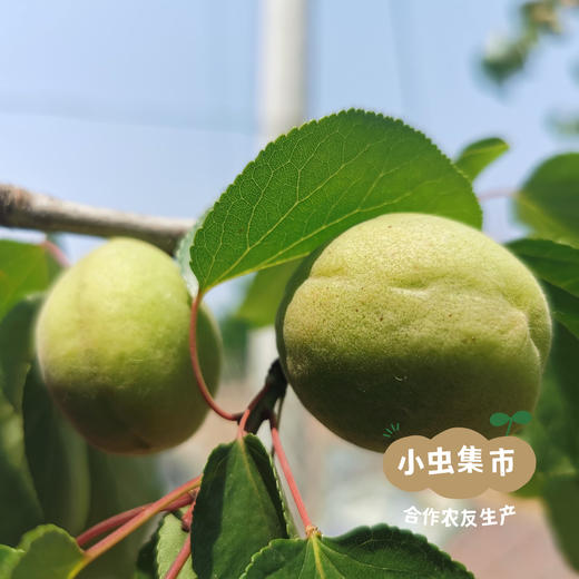 生态甜杏仁（熟）200g/罐 | 合作农友生产，产自山西大同，生产者：赵飞 &【公平贸易农人定价】 商品图7