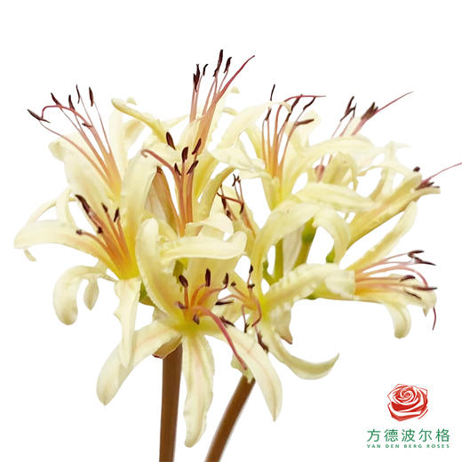 彼岸花-粉香槟10枝/扎 商品图0