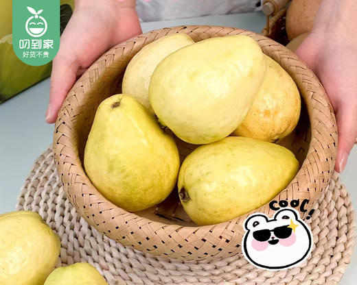 诏安盐地奶油冰淇淋芭乐/1箱（5-8个，共1.5kg±50g） 商品图3