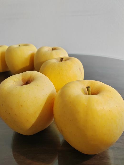 维纳斯黄金苹果 商品图2