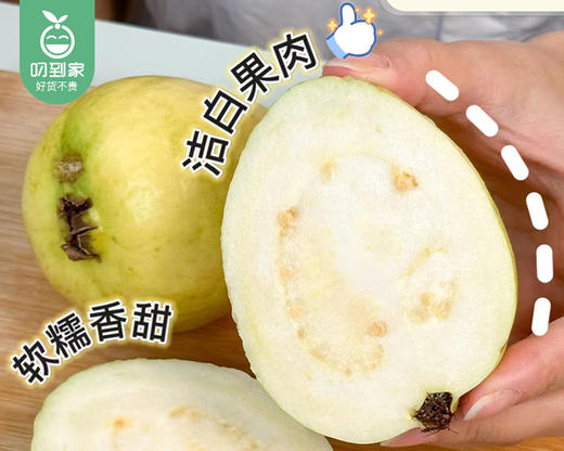 诏安盐地奶油冰淇淋芭乐/1箱（5-8个，共1.5kg±50g） 商品图1